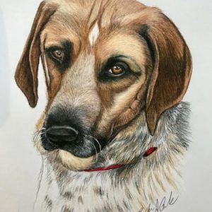 Pet portrait by artist Barbara Andrews