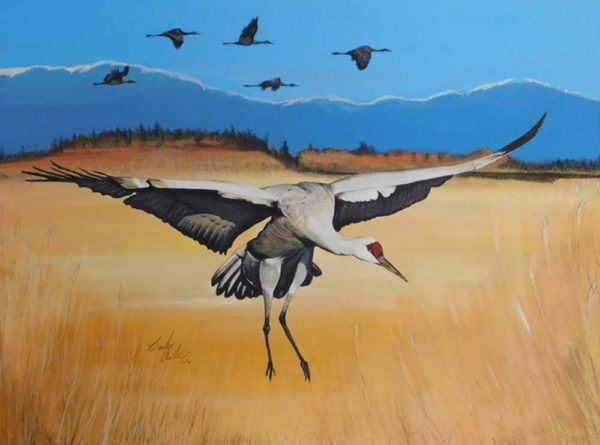 Sandhill crane landing by artist Barbara Andrews