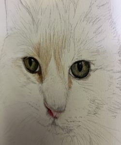 Simon cat Pet portrait 2nd phase