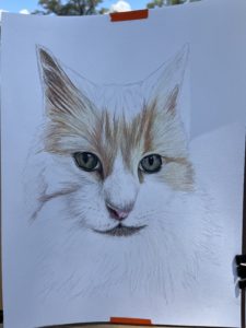 Cat portrait phase 3